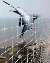 Pigeon Net 11